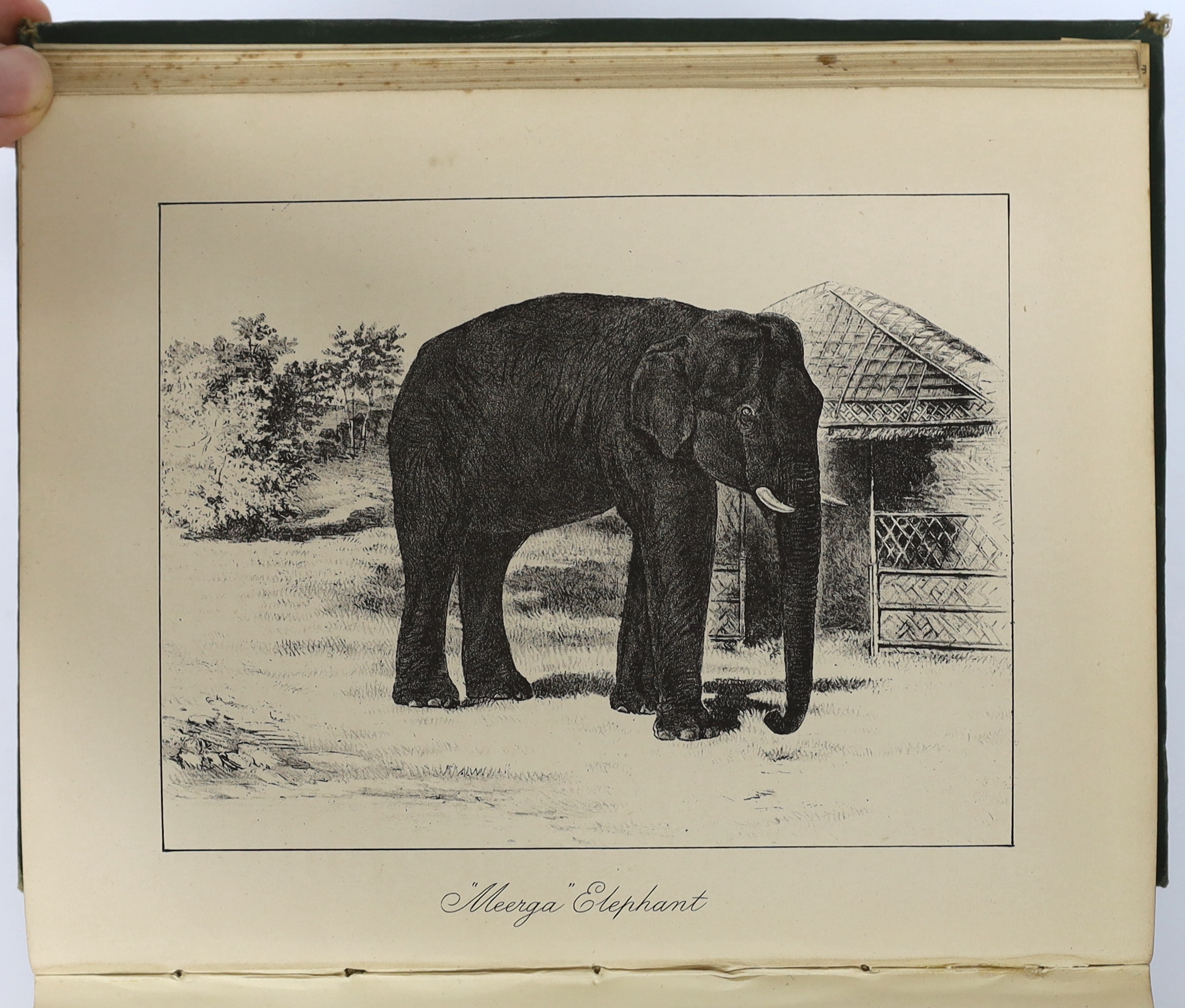 Sanderson, G.P. - Thirteen Years Among the Wild Beasts of India ... with an Account of the Modes of Capturing and Taming Elephants. 3rd edition, hand coloured lithographed frontis., 3 maps and 19 plates (from lithographs